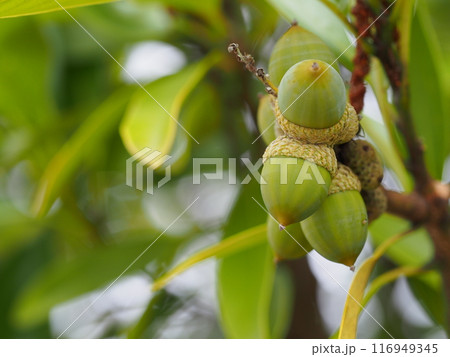 マテバシイの未熟果のアップ 116949345