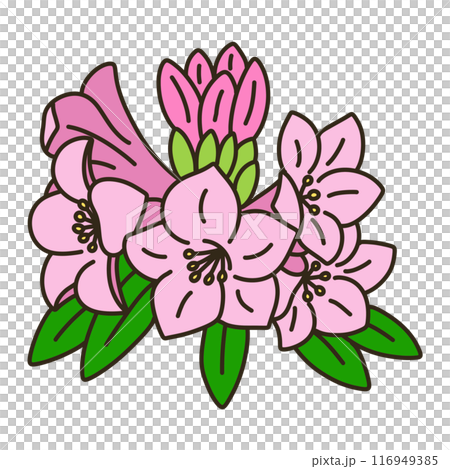 杜鵑 杜鵑 116949385