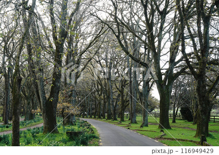 オークランドの冬のコンウォールパーク オークランドの冬のコンウォールパーク 116949429