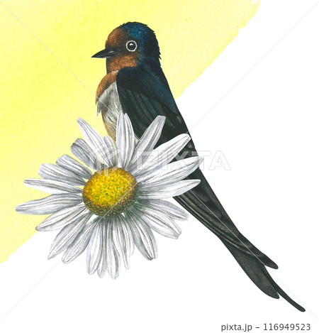 Swallow martin birds and camomile flower. Watercolor illustration. Hand drawn, isolated white background. Clip art, postcard, invitation. 116949523