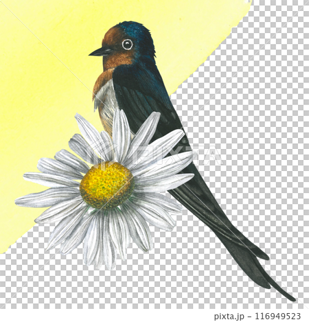 Swallow martin birds and camomile flower. Watercolor illustration. Hand drawn, isolated white background. Clip art, postcard, invitation. 116949523