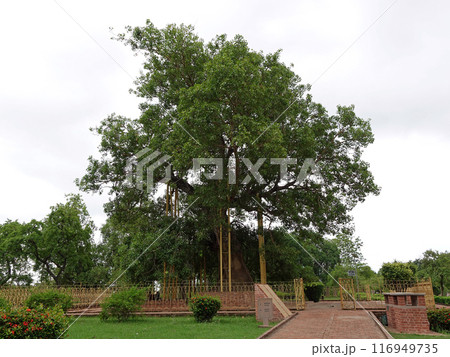 インドにあるブッダの八大聖地である祇園精舎の中に聳えるブッダガヤから招来したというアーナンダ菩提樹 116949735