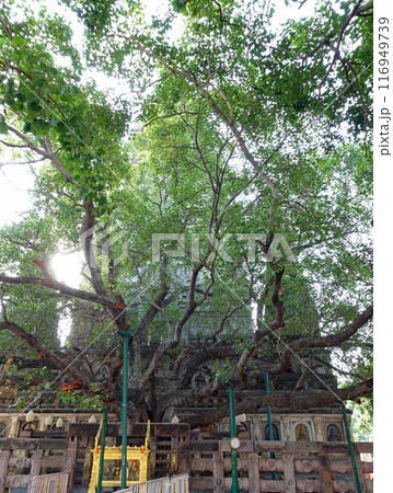 ブッダが悟りを開いたインドの仏教聖地ブッダガヤに聳える悟りを開く際に樹下に座った聖なる菩提樹 ブッダが悟りを開いたインドの仏教聖地ブッダガヤに聳える悟りを開く際に樹下に座った聖なる菩提樹 116949739