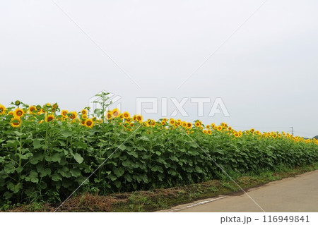 ひまわりが勢ぞろい 夏のひまわり畑 ひまわりが勢ぞろい 夏のひまわり畑 116949841