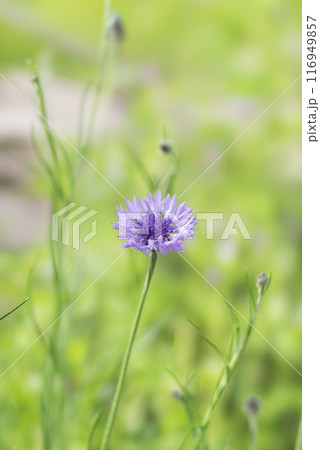 春の野原に咲く矢車草の花 春の野原に咲く矢車草の花 116949857