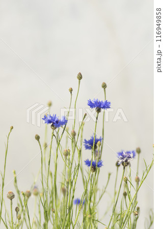 春の野原に咲く矢車草の花 116949858