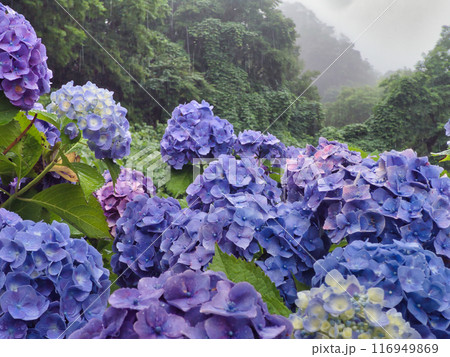 雨の中のアジサイ1 雨の中のアジサイ1 116949869