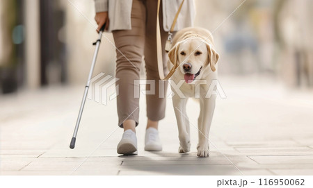 盲導犬と視覚障害者の散歩,信頼とサポートのパートナーシップ 盲導犬と視覚障害者の散歩,信頼とサポートのパートナーシップ 116950062