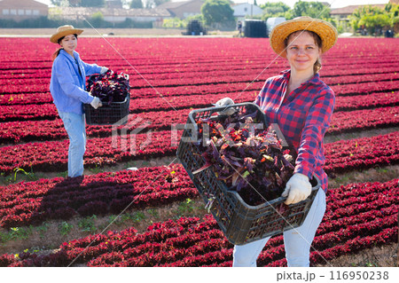 Young woman farmer holding crate full of organic red lettuce in farm field Young woman farmer holding crate full of organic red lettuce in farm field 116950238