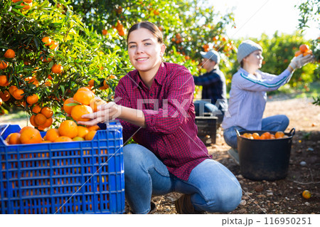 Three farmers pluck tangerines from trees and put the harvest in buckets and crates Three farmers pluck tangerines from trees and put the harvest in buckets and crates 116950251