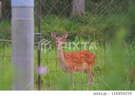 食害用の柵を隔ててこちらを見るシカ 食害用の柵を隔ててこちらを見るシカ 116950259