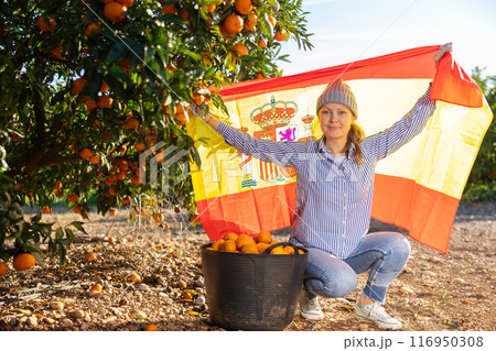 Cheerful middle-aged woman farmer holding flag of Spain while sitting in front of tangerine tree during harvest in garden Cheerful middle-aged woman farmer holding flag of Spain while sitting in front of tangerine tree during harvest in garden 116950308