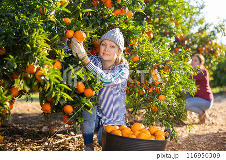 Young woman farmer plucks tangerines, putting fruit in a busket Young woman farmer plucks tangerines, putting fruit in a busket 116950309
