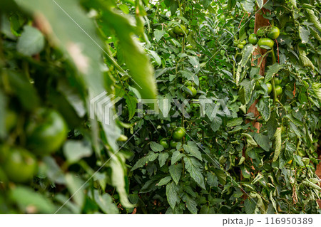 Green unripe tomatoes on bushes in hothouse 116950389