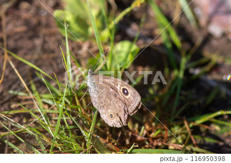 A detailed close up of a colorful butterfly resting gently on the grass 116950398