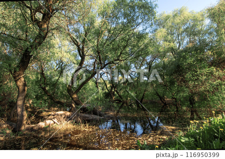A Serene Nature Scene Featuring Twisted Trees and Still Waters Reflecting the Landscape 116950399