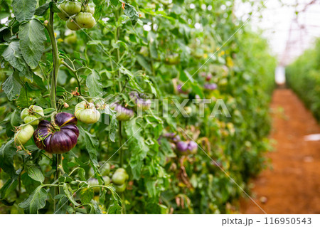 Rows of harvest of ripe blue tomatoes in greenhouse Rows of harvest of ripe blue tomatoes in greenhouse 116950543