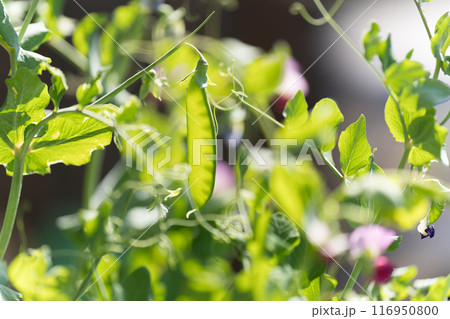 えんどう豆と花 116950800