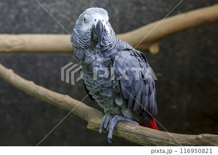 優美なヨウム鳥の容姿画像【インコ科】 116950821