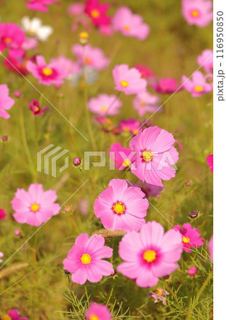 秋の野原に咲くコスモスの花 116950850