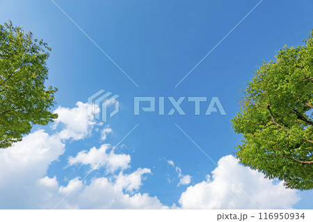 夏の雲と木立 116950934