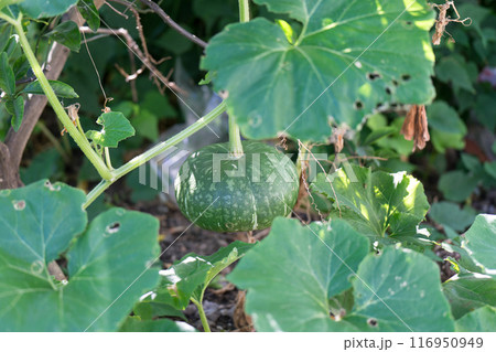 畑のかぼちゃ 116950949