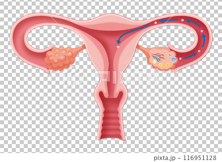 排卵から着床 116951128