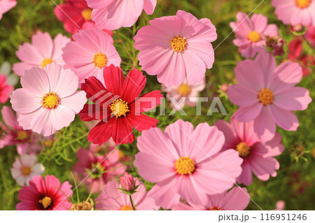 秋の野原に咲くコスモスの花 116951246
