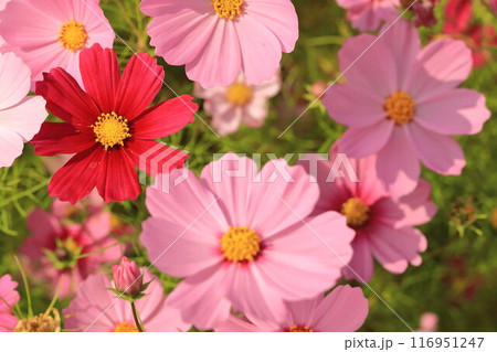 秋の野原に咲くコスモスの花 秋の野原に咲くコスモスの花 116951247
