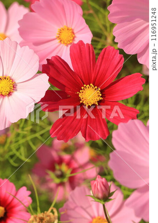秋の野原に咲くコスモスの花 秋の野原に咲くコスモスの花 116951248