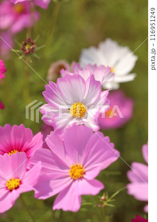 秋の野原に咲くコスモスの花 116951249