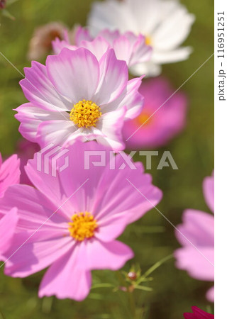 秋の野原に咲くコスモスの花 116951251