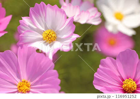 秋の野原に咲くコスモスの花 116951252