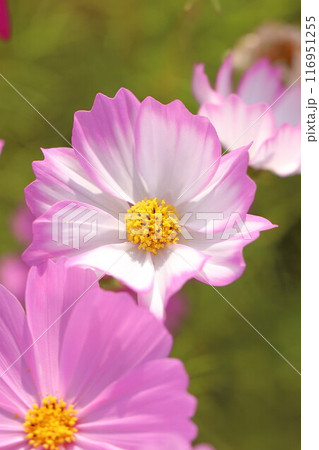 秋の野原に咲くコスモスの花 秋の野原に咲くコスモスの花 116951255