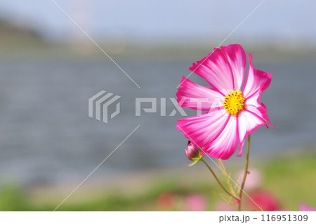 海を見つめるコスモス 116951309