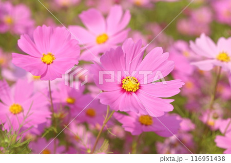 秋の野原に咲くコスモスの花 116951438
