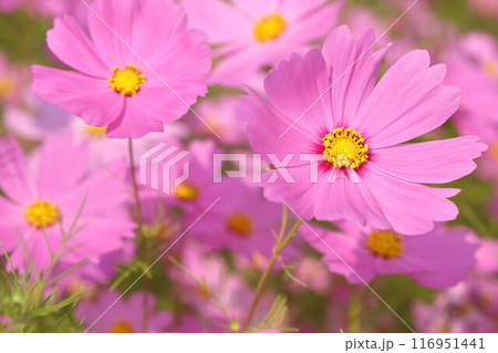 秋の野原に咲くコスモスの花 116951441