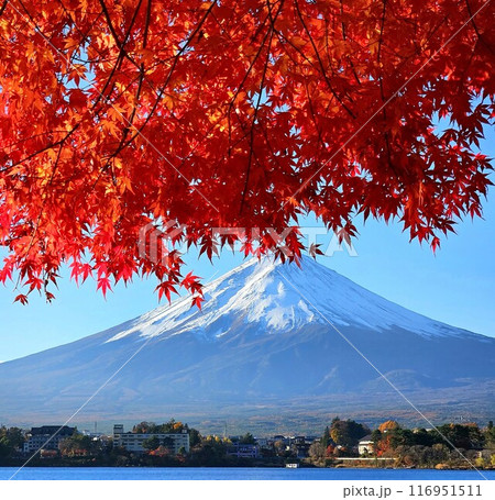 紅葉と冠雪した富士山 紅葉と冠雪した富士山 116951511