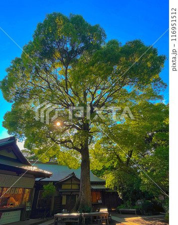 鎌倉:荏柄天神社の光り輝く大銀杏 116951512