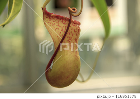 食虫植物であるウツボカズラ（ネペンテス）の容姿 116951579