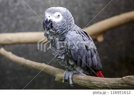 優美なヨウム鳥の容姿画像【インコ科】 優美なヨウム鳥の容姿画像【インコ科】 116951612