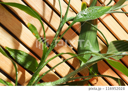 Green flowerpot leaves with dew drops close-up Green flowerpot leaves with dew drops close-up 116952028