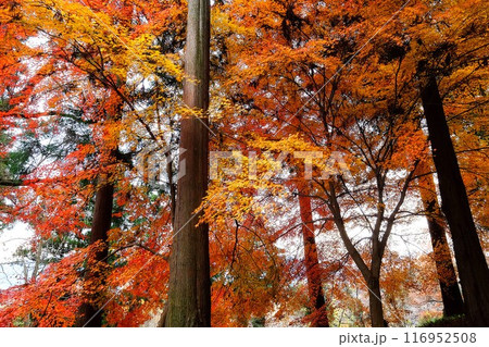 もみじの紅葉　【相模原市津久井　12月】 116952508