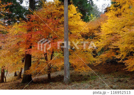 杉林のもみじ紅葉　【相模原市津久井　12月】 116952513