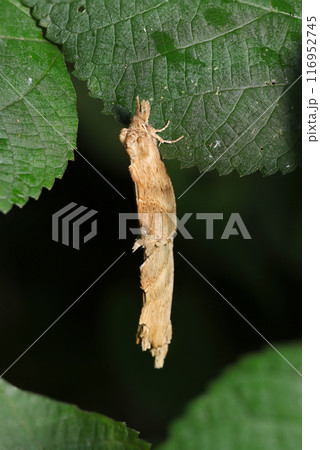 オオエグリシャチホコ蛾の交尾（上雌・暗黒背景・自然光＆ストロボ・マクロレンズ接写） 116952745