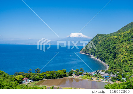 煌めきの丘　太陽の位置によって海面がキラキラと煌めく　紺碧の駿河湾を挟んで井田地区と富士山を一望 116952860
