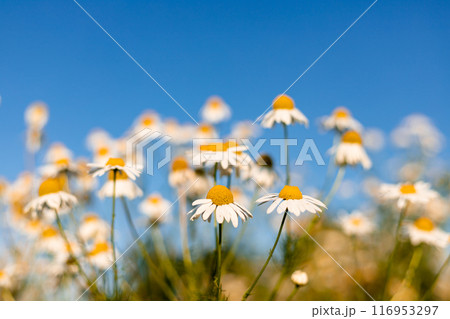 Daisies in the field against the blue sky. Blooming meadow in the village Daisies in the field against the blue sky. Blooming meadow in the village 116953297