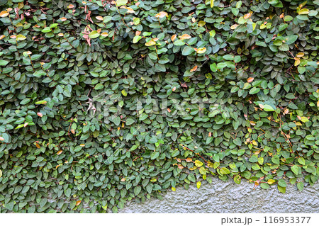 A wall covered in green vines 116953377