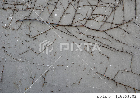 A wall covered in vines and leaves, with a grey background A wall covered in vines and leaves, with a grey background 116953382