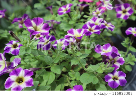 ユニークな花模様のサフィニアの花 116953395